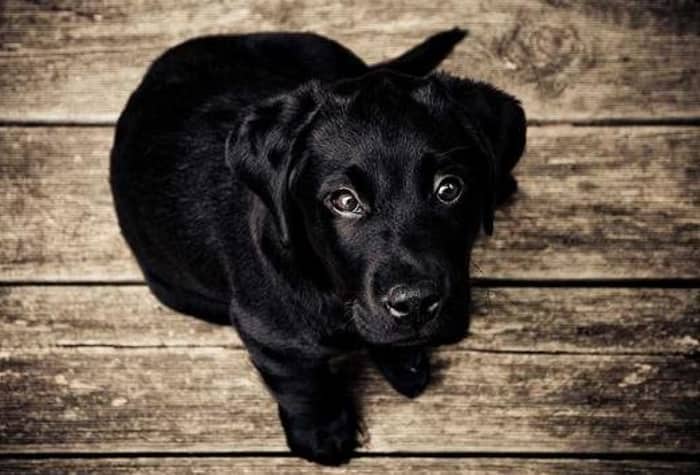 A black Labrador puppy sits on a wooden floor, looking up at the camera.