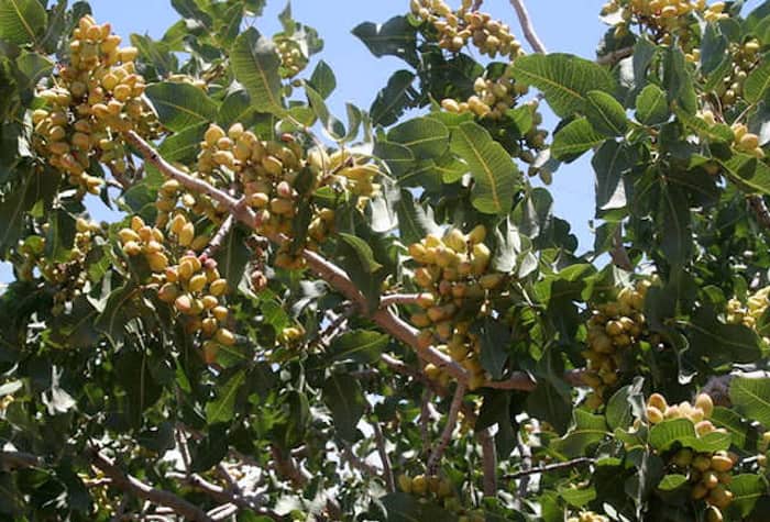A close-up photo of a pistachio tree with clusters of developing pistachios and green leaves against a clear blue sky.
