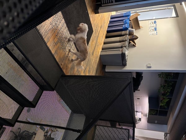 A small white and tan dog stands on a wooden floor in an indoor setting, with a row of recycling bins and a black mesh structure visible.